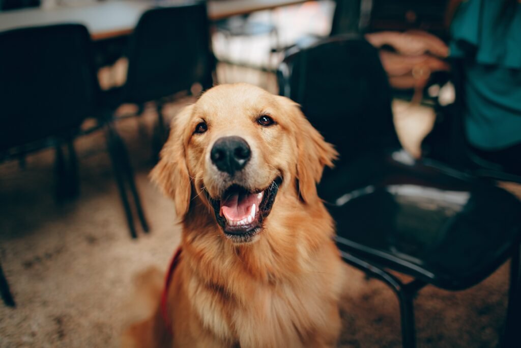pexels-photo-2253275 Short-coated Tan Dog