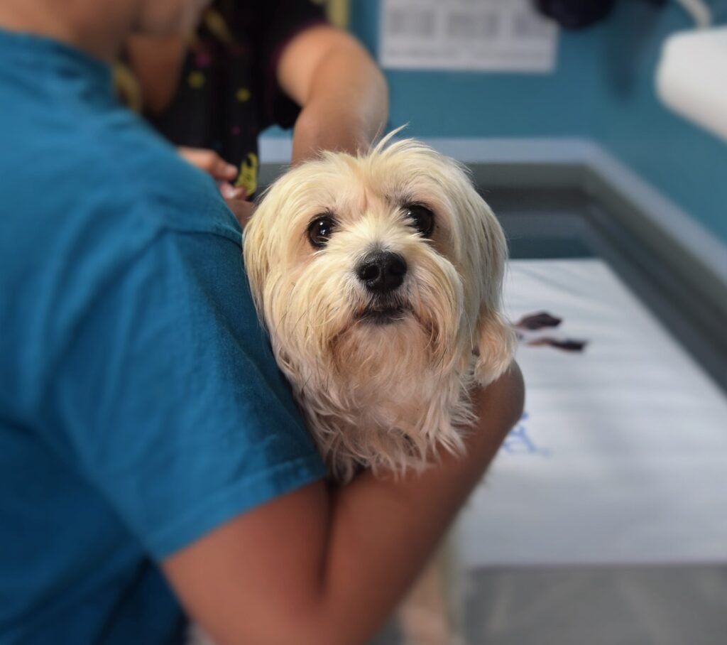 dog vet dog health