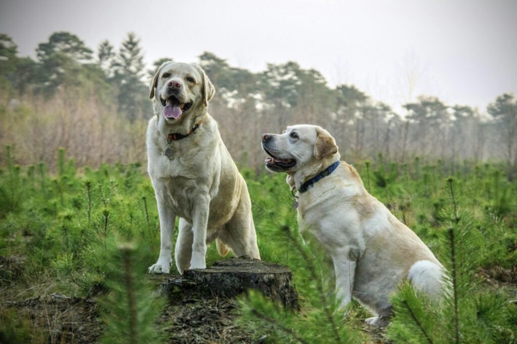 puppies (2)
