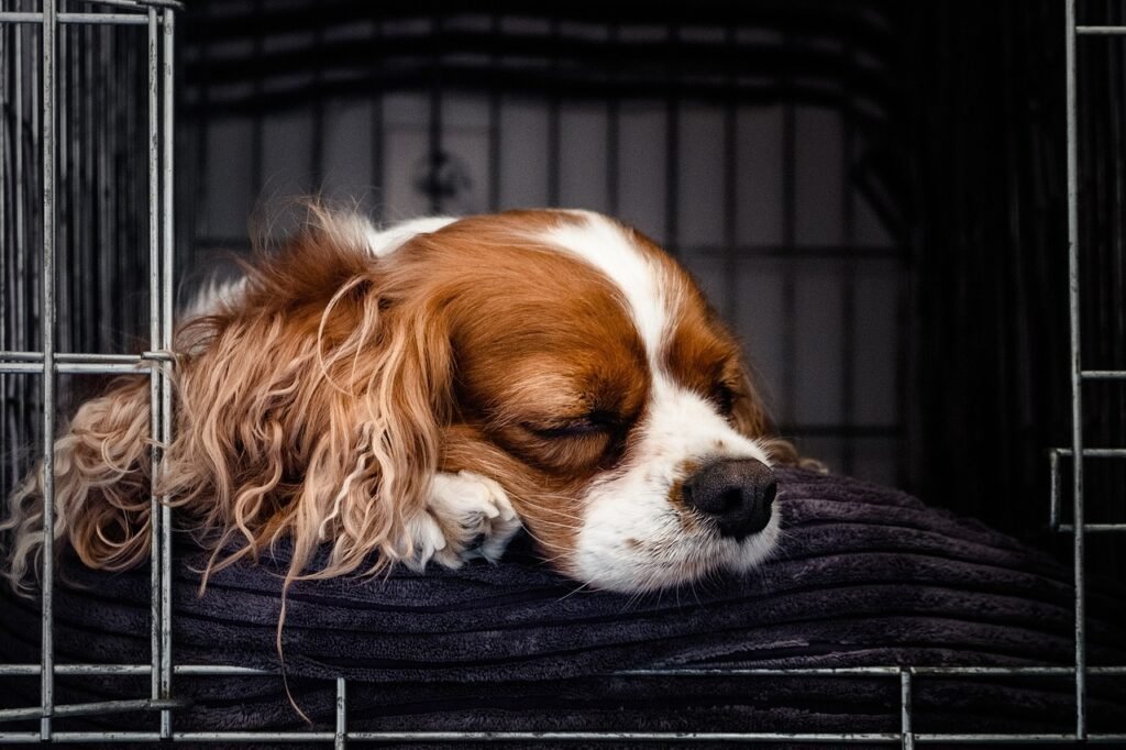 puppy-6391982_1280