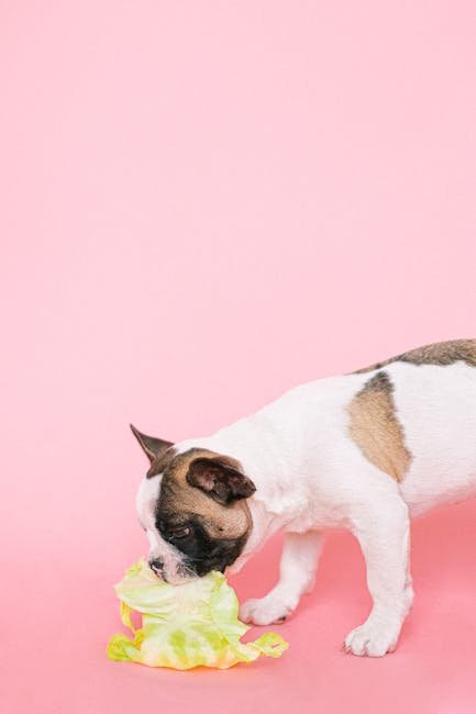 pexels-photo-4587963-4587963 Adorable French Bulldog puppy enjoying a cabbage on a pink studio background.